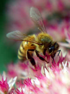 Пчела собирает пыльцу обои