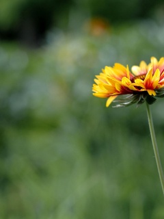Одинокий подсолнух обои