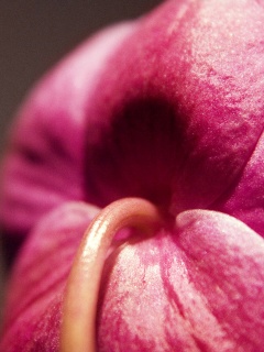 Розовый стебель обои