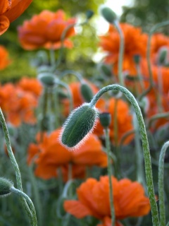 Бутон среди цветов обои