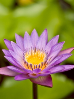 Фиолетовый цветок обои