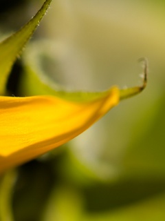 Солнечный цветок обои