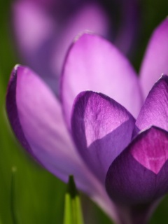 Фиолетовый крокус обои