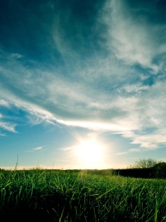 Травяной закат обои