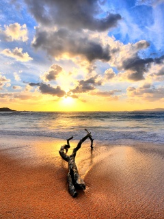 Коряга на пляже обои