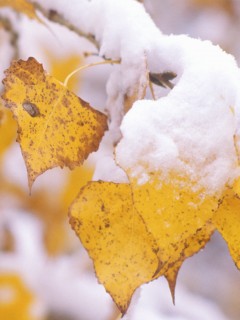 Первый снег обои