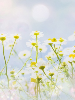 Цветочное лето обои