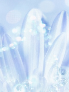 Белые лепестки обои