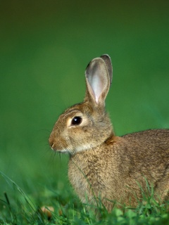 Веслоухий заяц обои