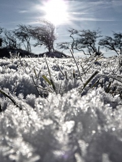 Утренний мороз обои