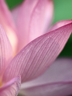 Лепестки цветов обои