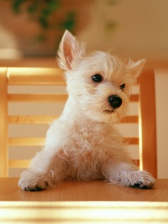 Щенок на стуле обои