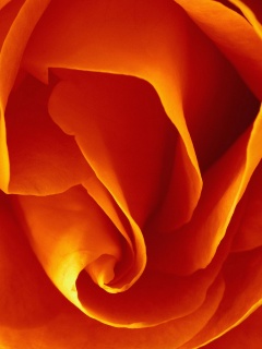 Макро фотка бутона обои