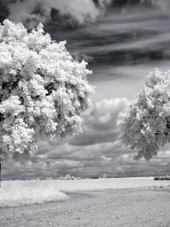 Деревья в цвету обои