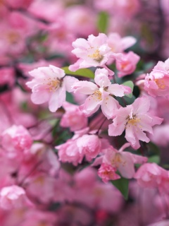 Весенние цветы обои