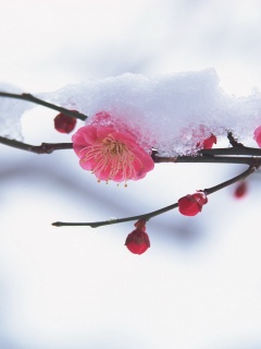 Цветы под снегом обои