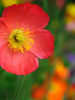 Красивый красный цветок обои