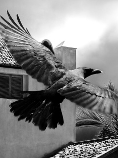 Полёт ворона обои