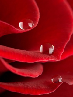 Капли росы на лепестках розы обои