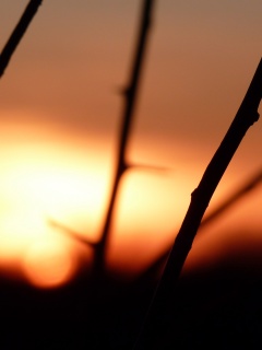 Закат солнца в поле обои