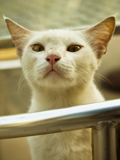 Настороженно принюхивающийся кот обои