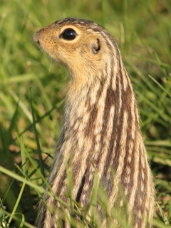 Сурок в стойке обои