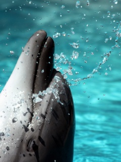 Дельфин обои