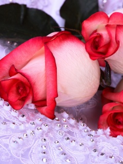 Бело-розовые розы обои