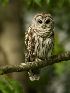 Сова на ветке обои