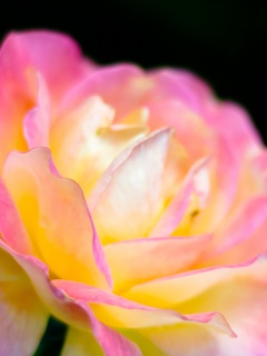 Картинка с нежным розовым цветком обои