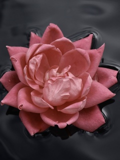 Красивый цветок на воде обои