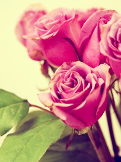 Букет розовых роз обои