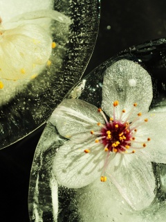 Цветы вишни во льду обои