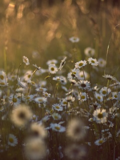 Поле ромашек обои