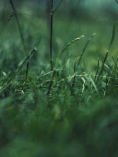 Трава в макро режиме обои