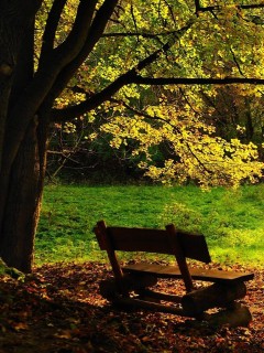 Скамейка под деревом обои