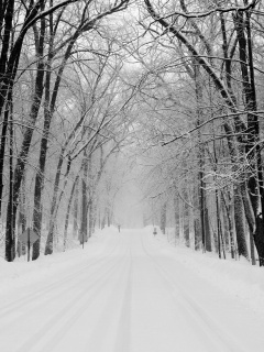 Дорога зимой в парке обои