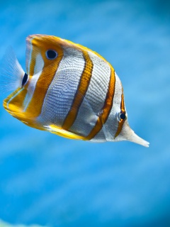 Тропическая рыбка обои