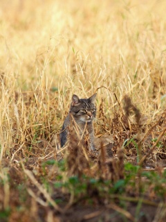 Спрятавшийся кот обои