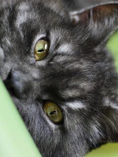 Глаза и уши обои