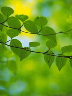 Ветка яркой зелени обои