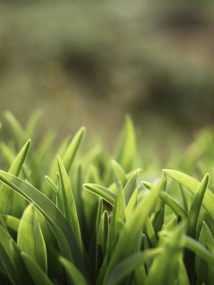 Сочная нежная трава обои