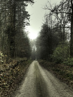 Лесная дорога обои