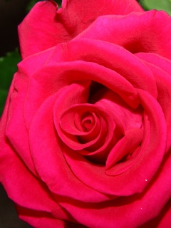 Бутон розы обои