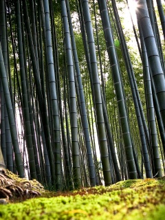 Заросли бамбука обои