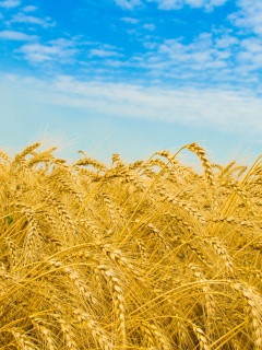 Колосья в поле обои