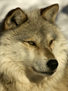 Лайка на снегу обои