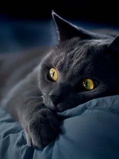 Персидский кот на кровати обои