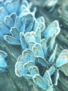 Голубые бабочки обои