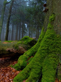 Дерево, поросшее мхом обои